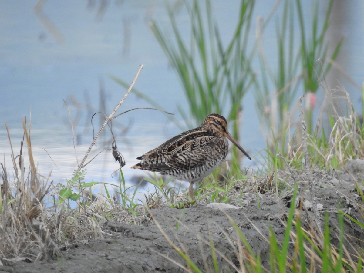 Swinhoe's/Pin-tailed Snipe - 蔡 爵宇