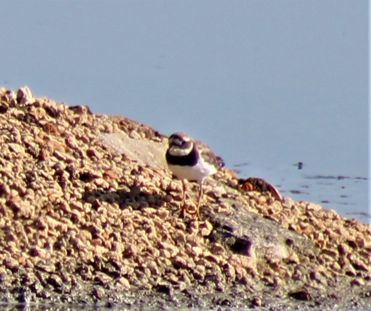 Common Ringed Plover - ML607397731