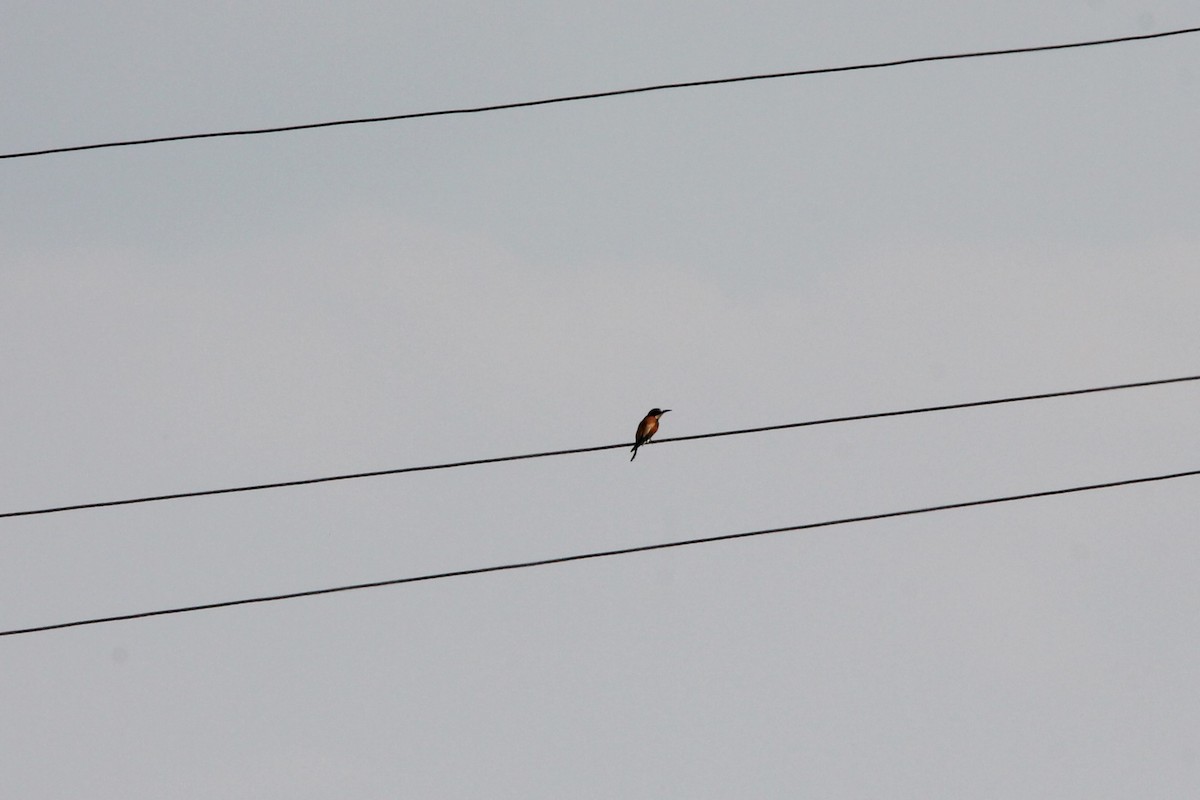 European Bee-eater - ML607398521