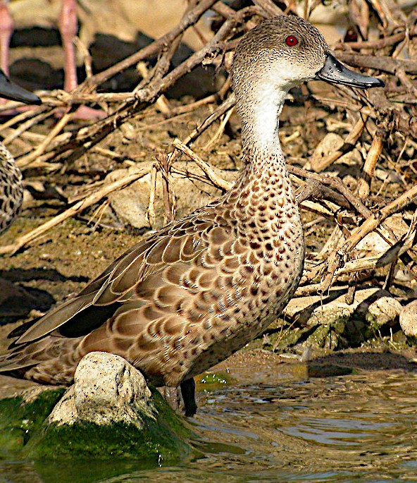 Gray Teal - Peter Woodall