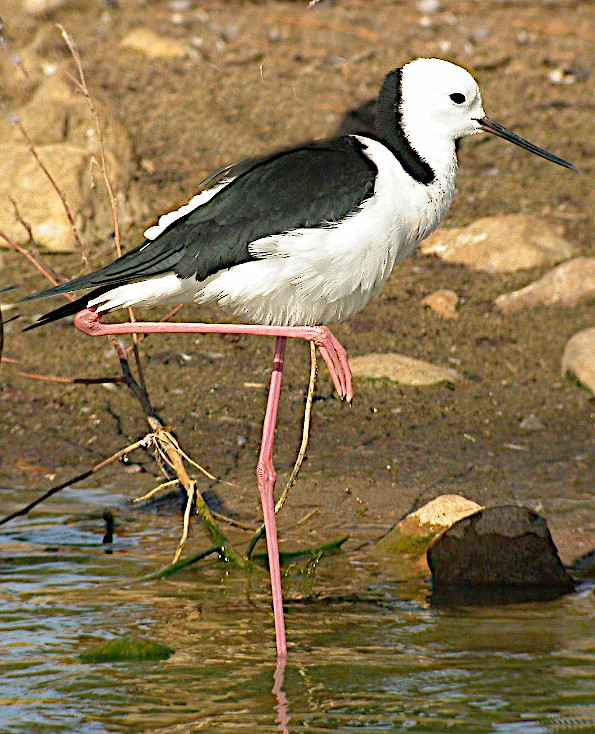 Pied Stilt - ML607399831