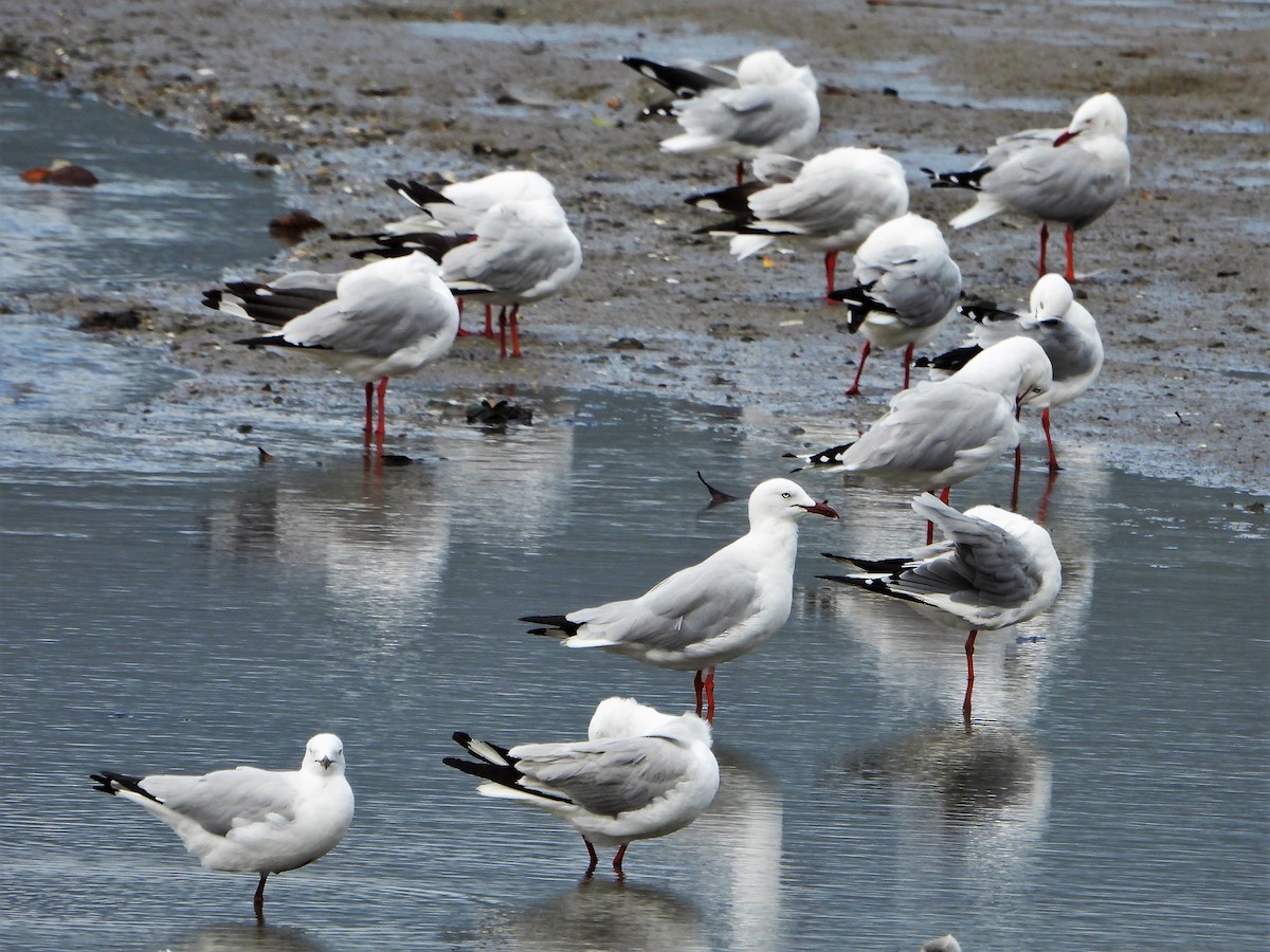 Avustralya Martısı (novaehollandiae/forsteri) - ML607399901