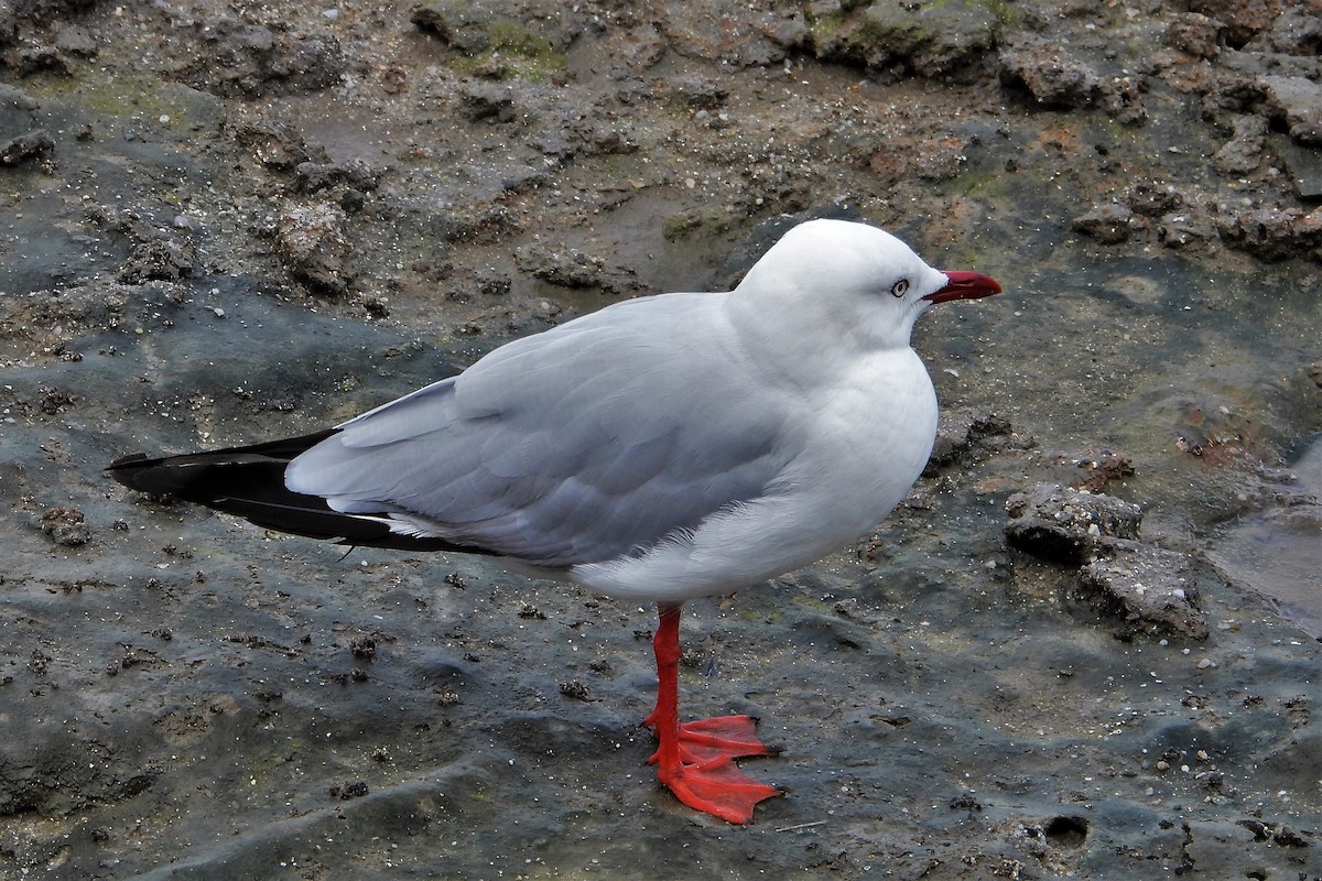 Avustralya Martısı (novaehollandiae/forsteri) - ML607399921