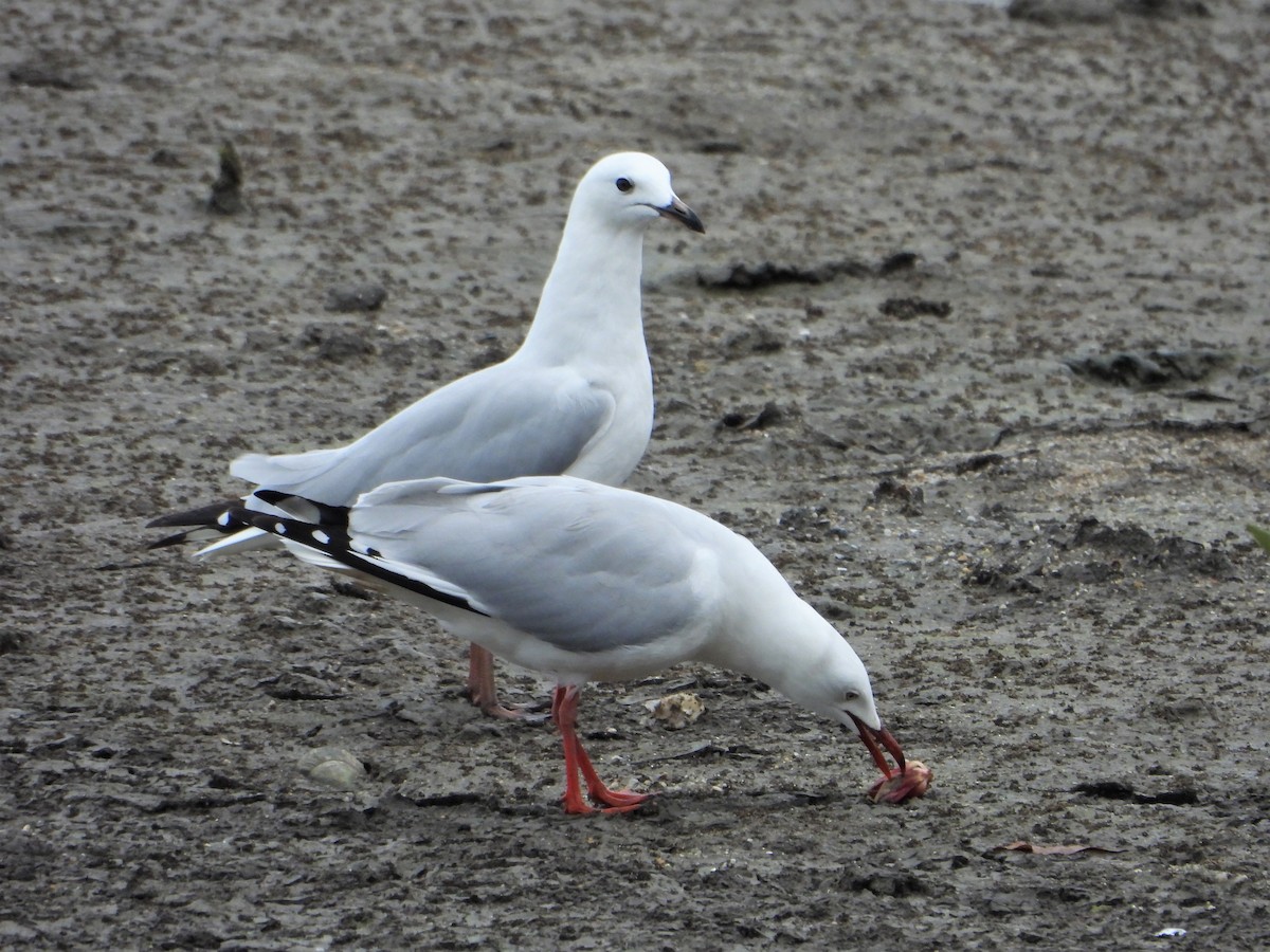 Avustralya Martısı (novaehollandiae/forsteri) - ML607399931