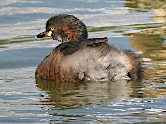 Australasian Grebe - Peter Woodall