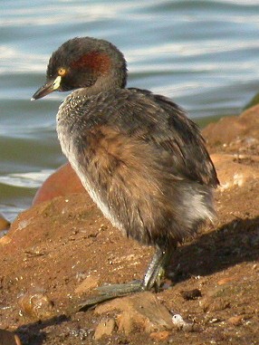 Australasian Grebe - ML607400641