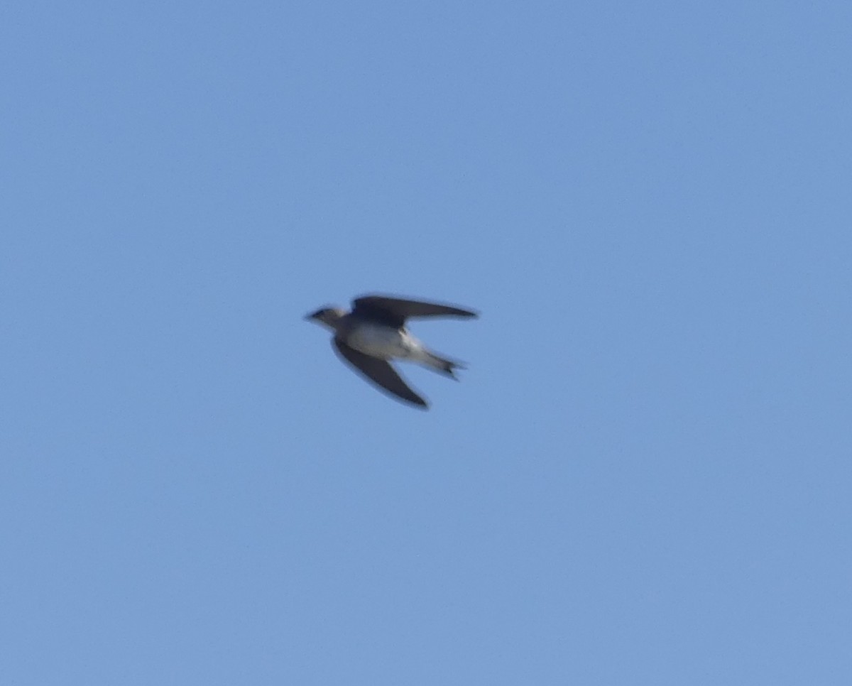 Purple Martin - ML607402081