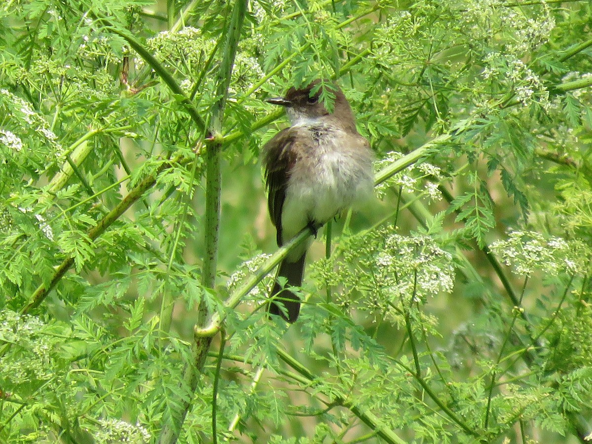 Eastern Phoebe - ML607402261