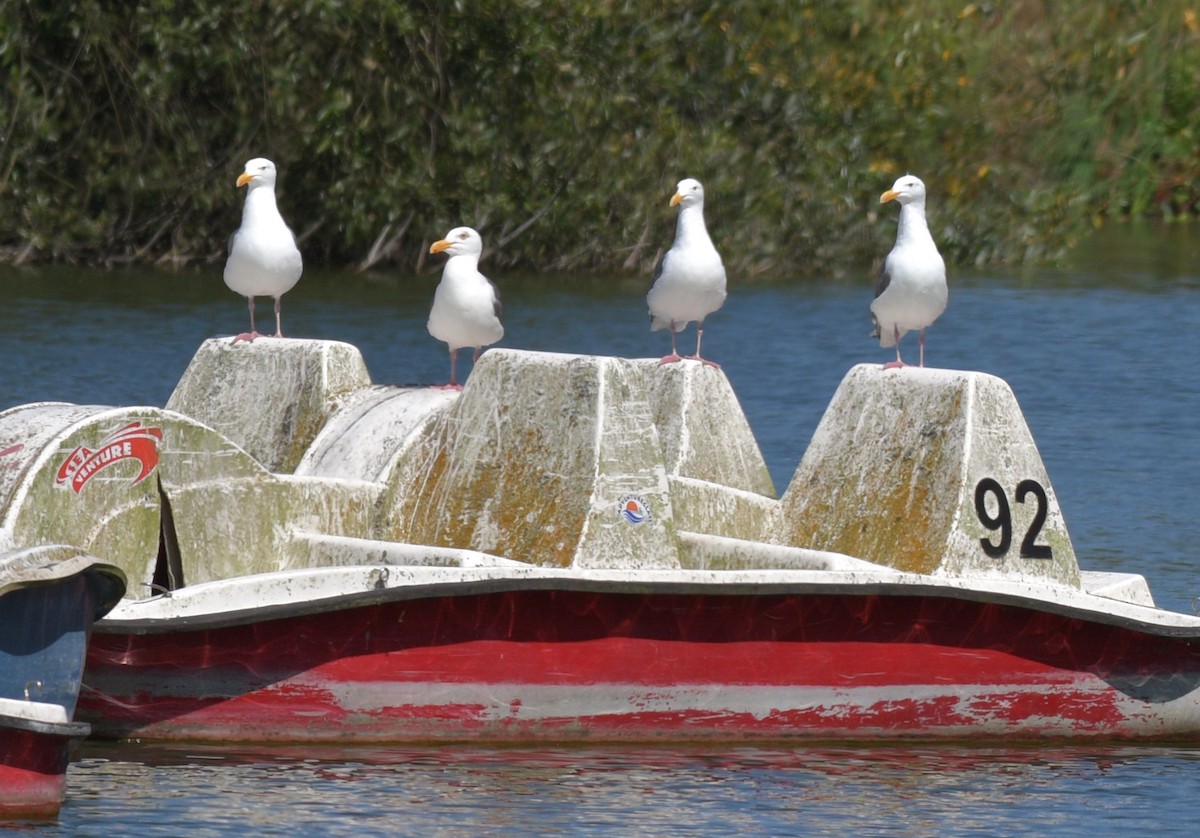 Goéland d'Audubon - ML607402501