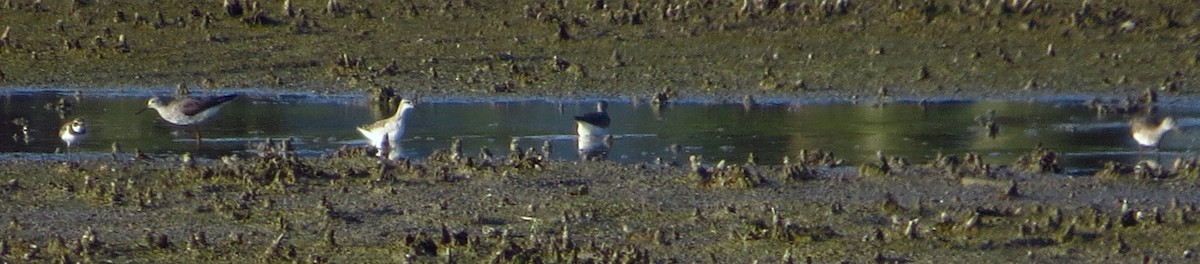 Phalarope de Wilson - ML607402891