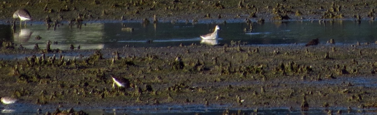 Phalarope de Wilson - ML607402901