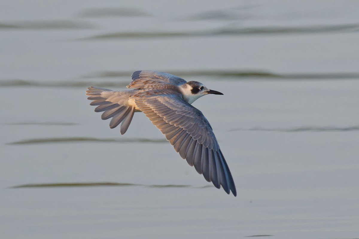 Black Tern - ML607403281