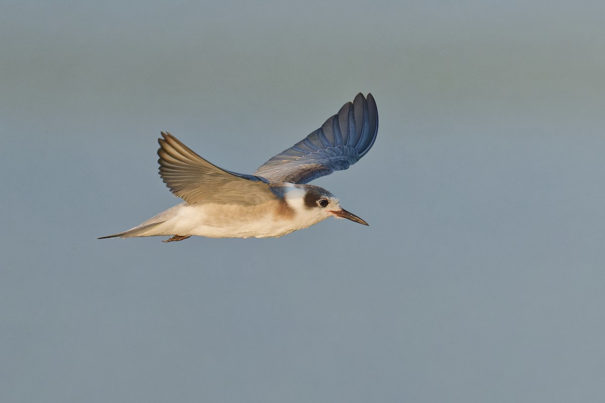 Black Tern - ML607403291