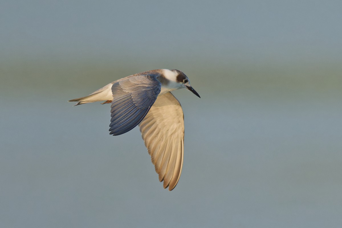 Black Tern - Harlan Stewart