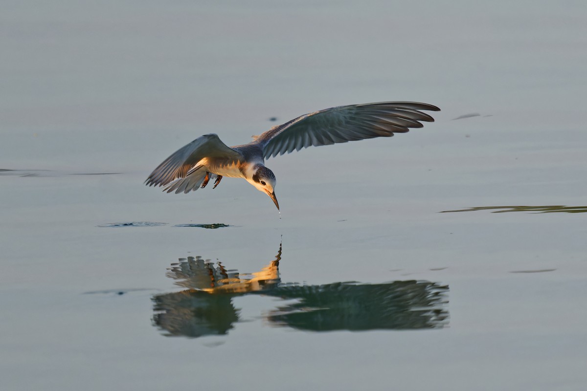 Black Tern - Harlan Stewart