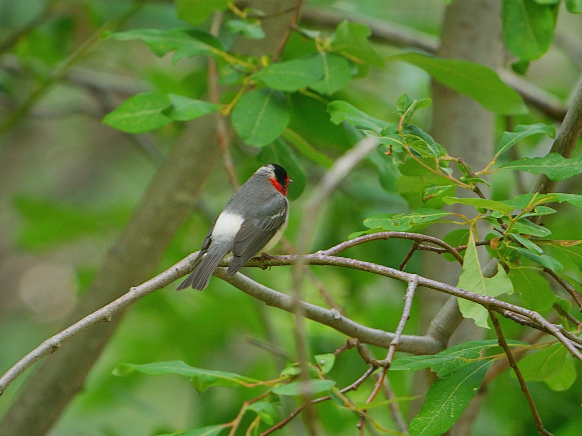 Red-faced Warbler - Mei Hsiao