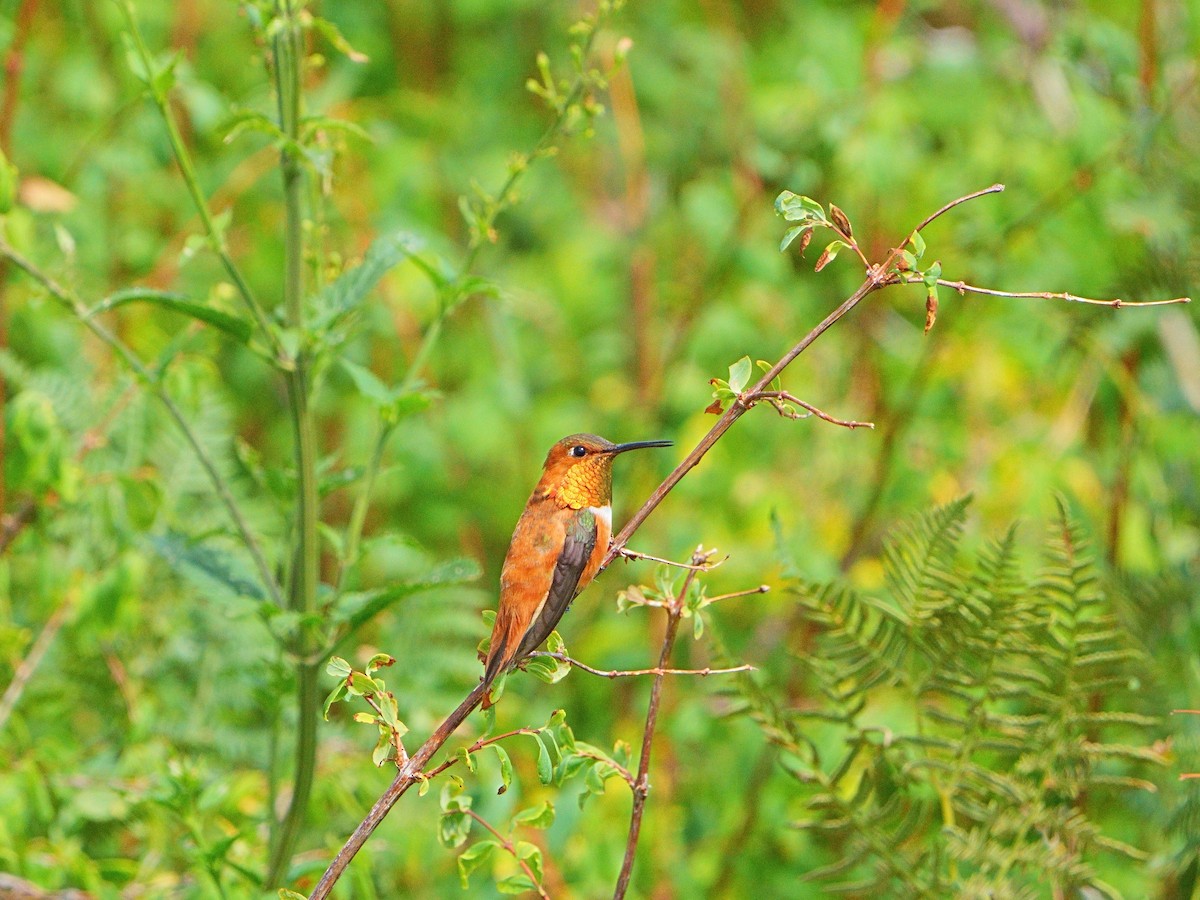 Rufous Hummingbird - ML607403831