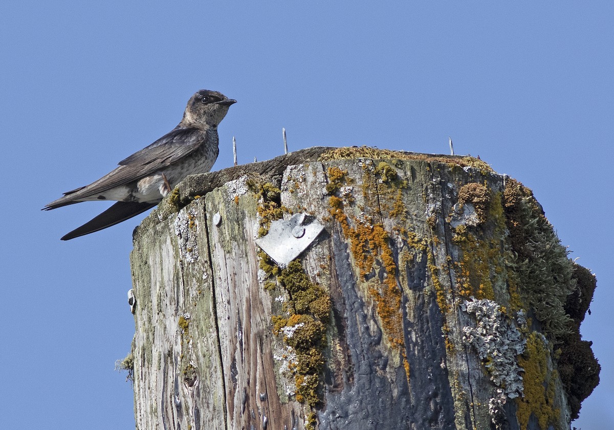 Purple Martin - ML607404051