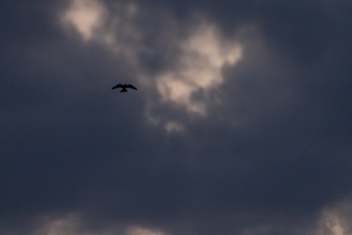 Common Nighthawk - Rain Saulnier