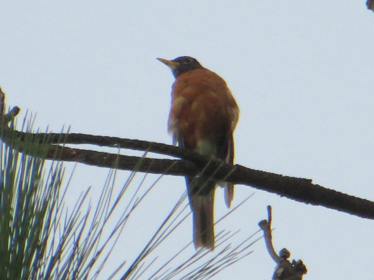 American Robin - ML607404961