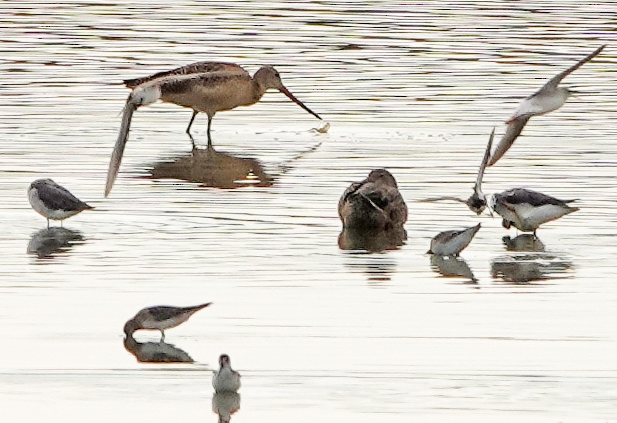 Marbled Godwit - ML607405021