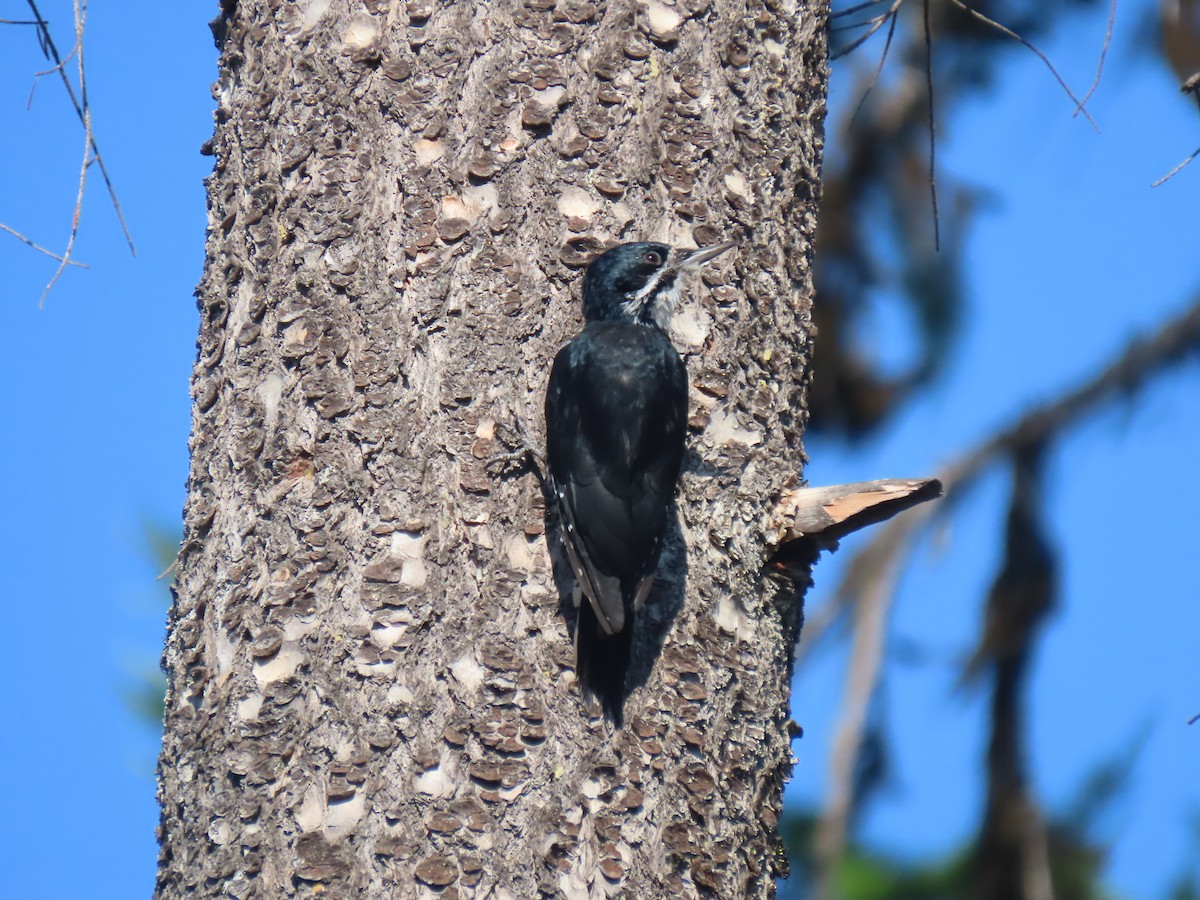 Black-backed Woodpecker - ML607405251