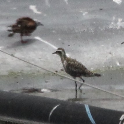 Pacific Golden-Plover - ML607405831