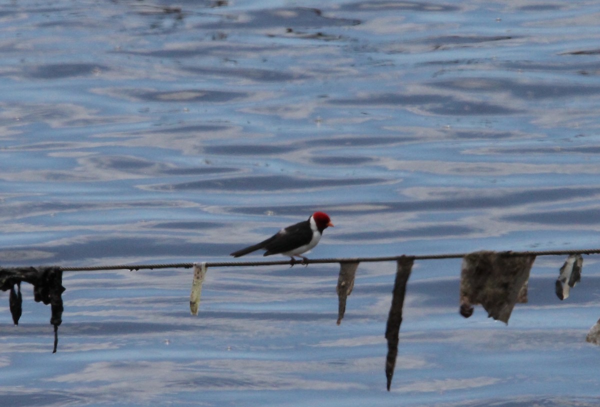 Yellow-billed Cardinal - ML607405921