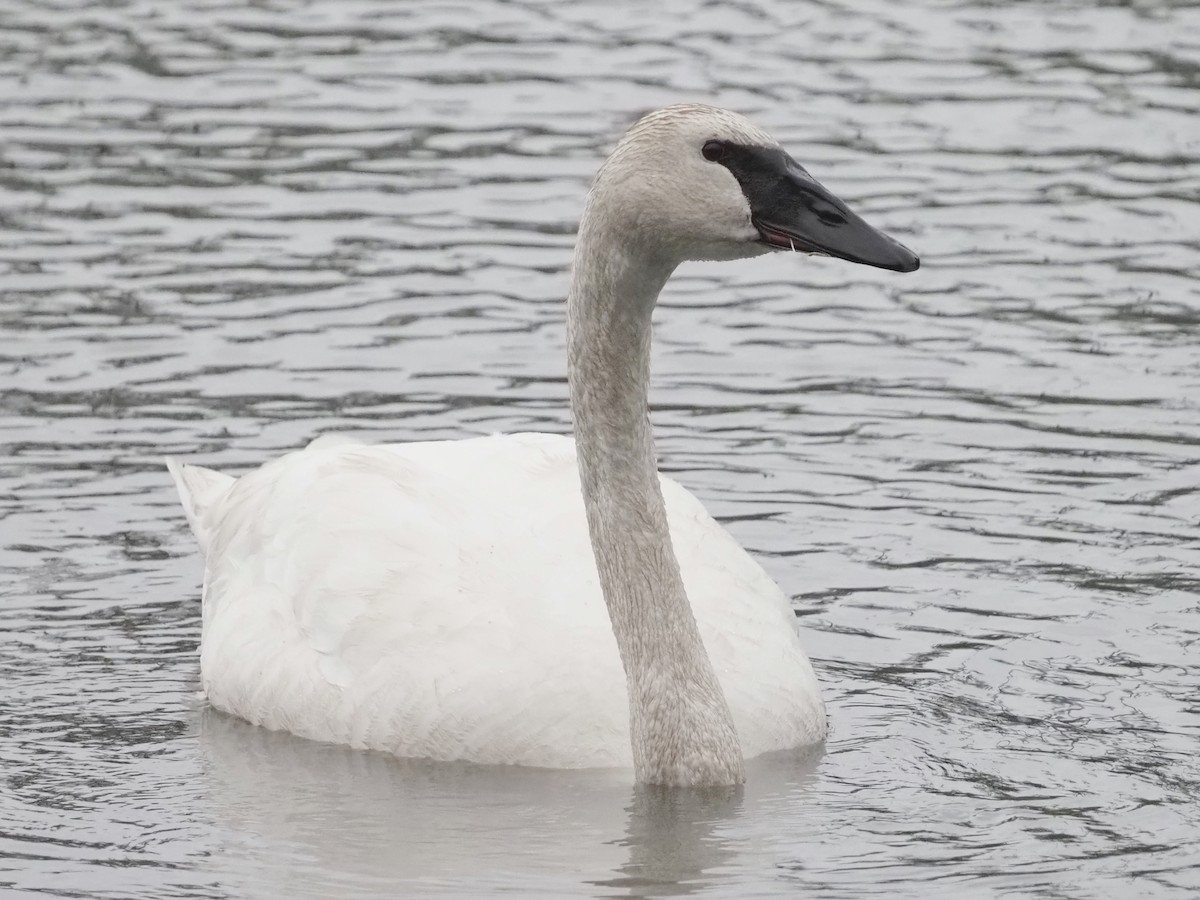 Trumpeter Swan - ML607406021