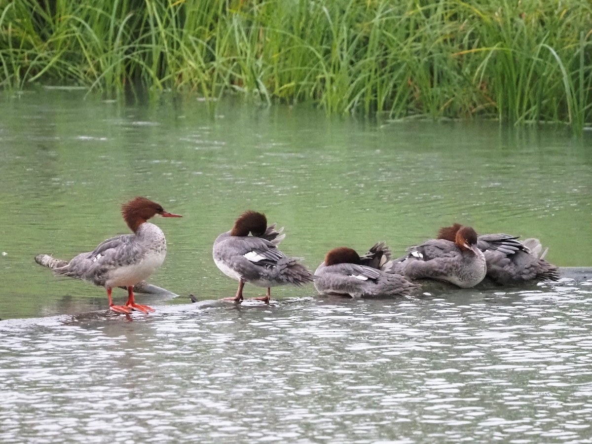 Common Merganser - ML607406051