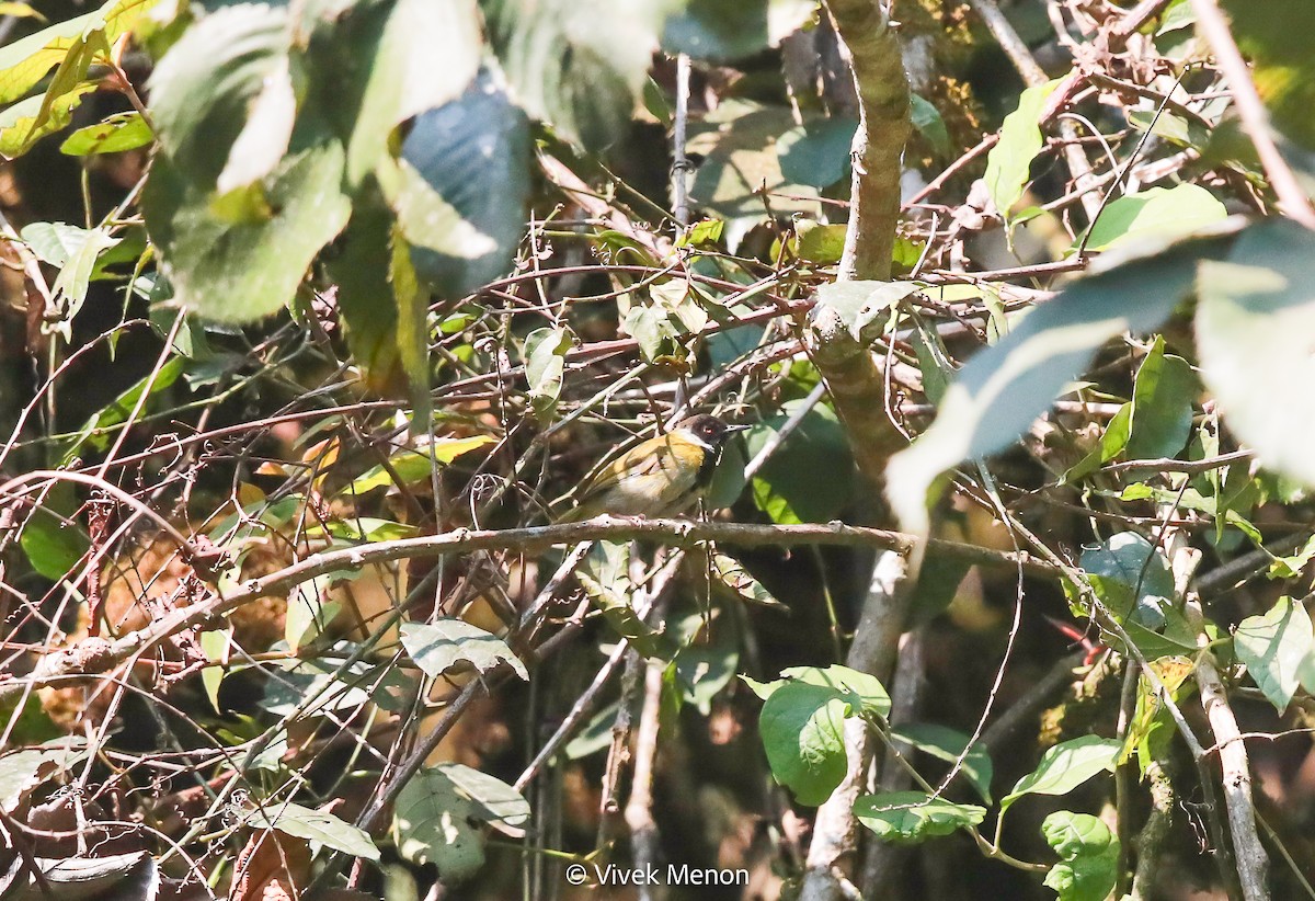 Black-faced Apalis - Vivek Menon