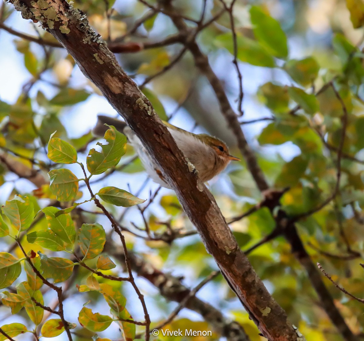 Mosquitero Carirrojo - ML607409741