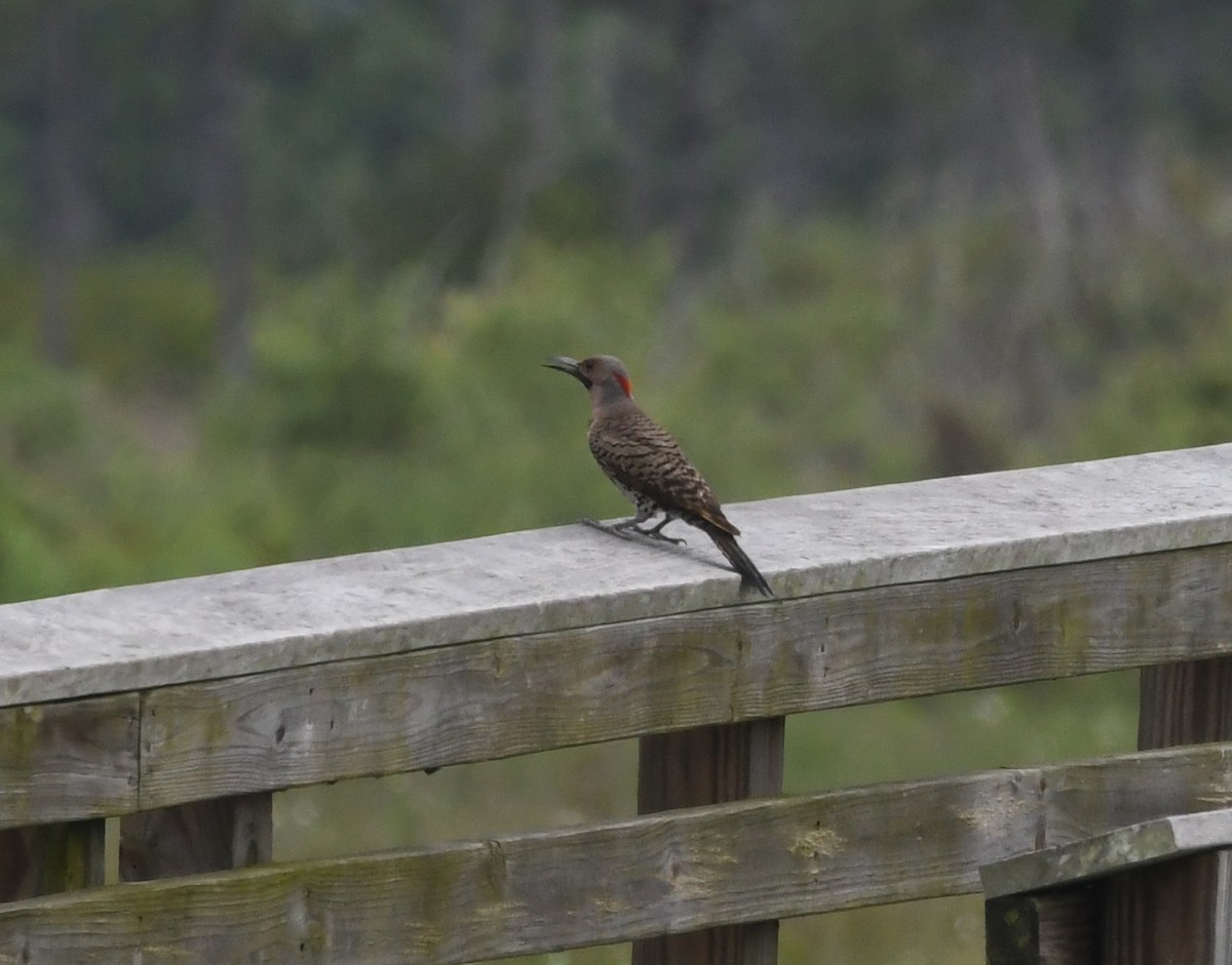 Northern Flicker - Suzanne Zuckerman