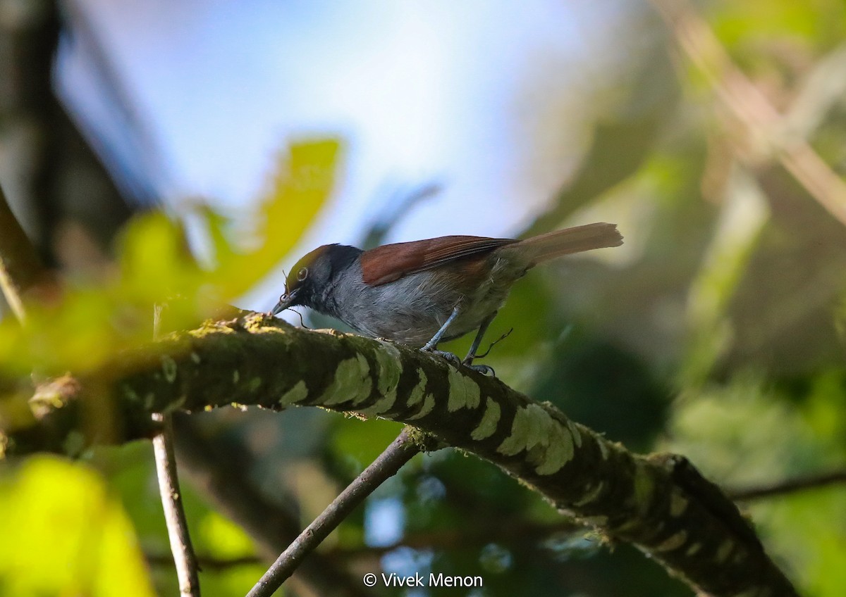 Rwenzori Hill Babbler - Vivek Menon