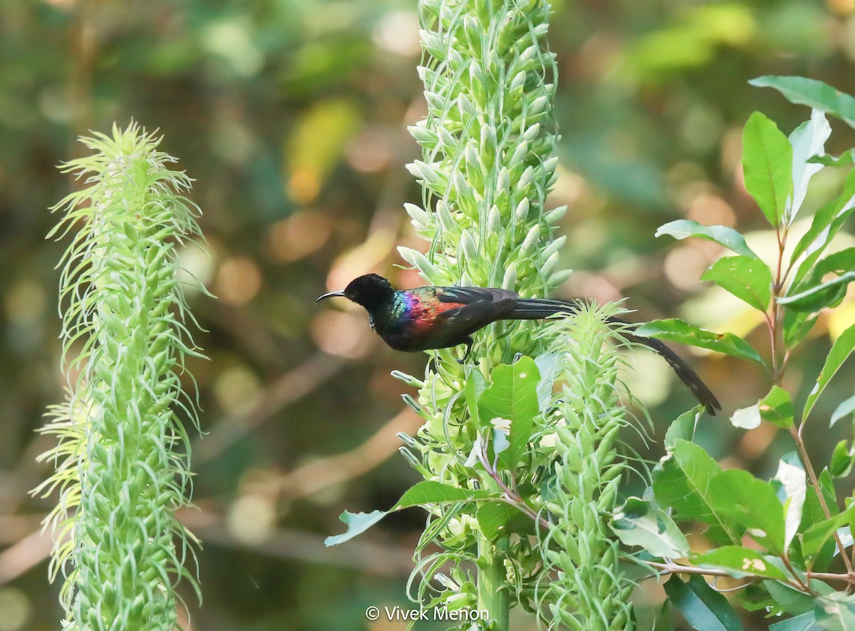 Purple-breasted Sunbird - ML607409931