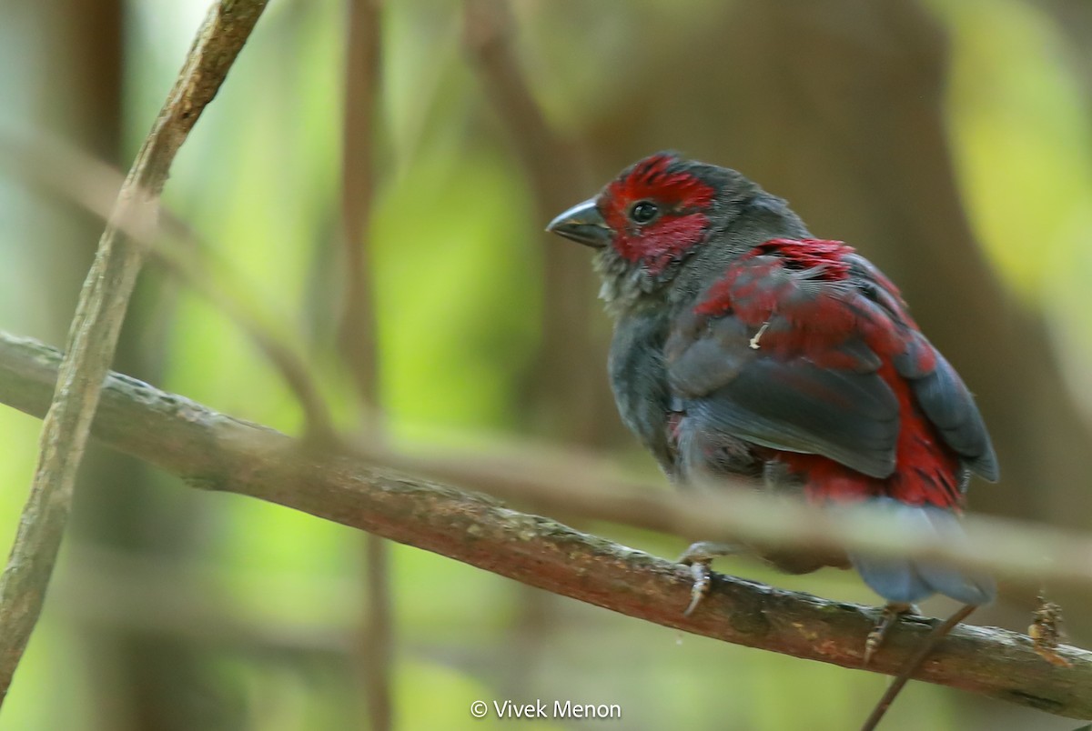 Dusky Crimsonwing - ML607410041