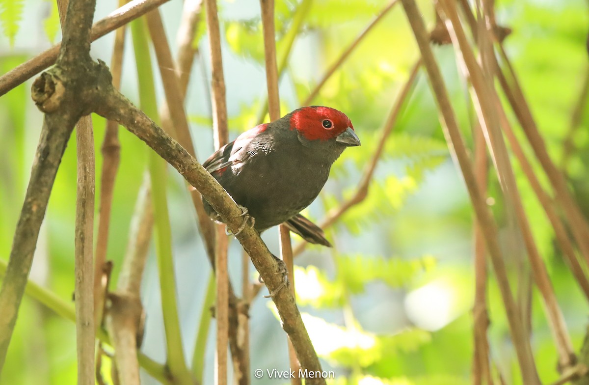 Dusky Crimsonwing - ML607410061