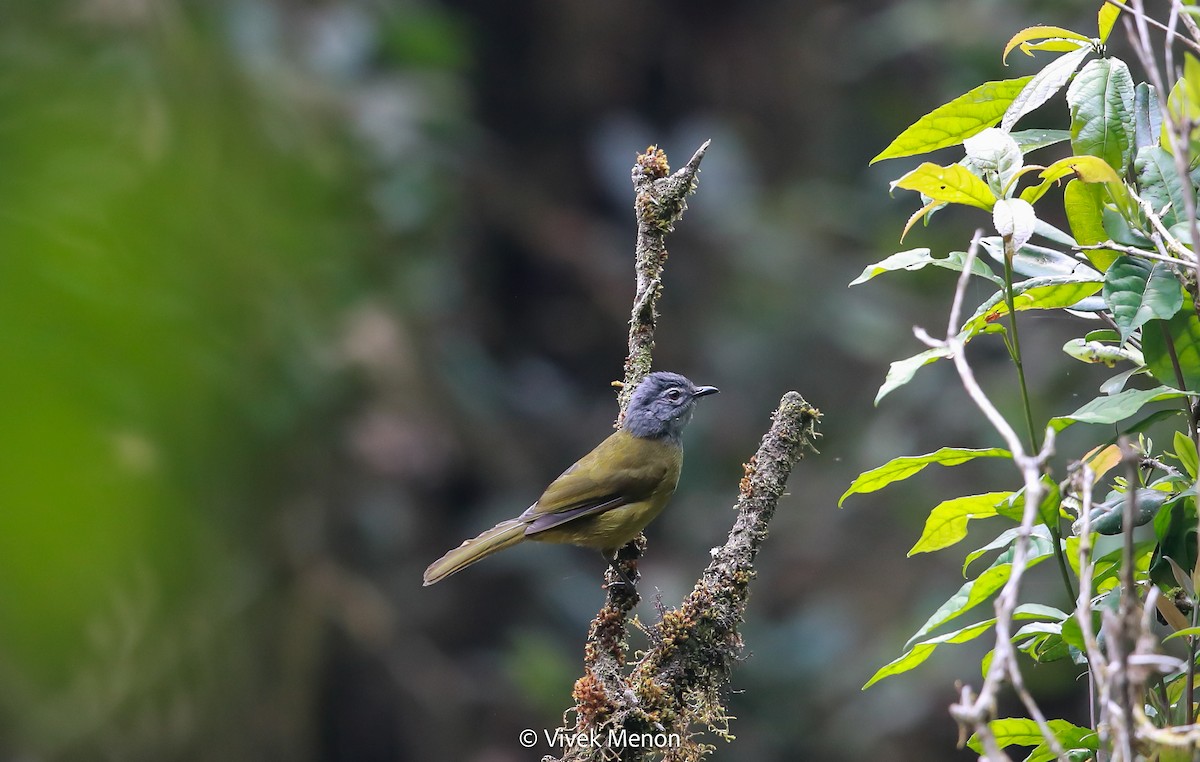 Eastern Mountain Greenbul (Olive-breasted) - ML607410521