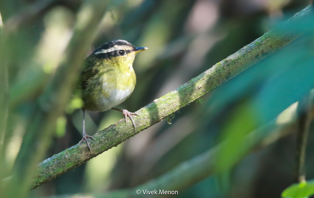 Neumann's Warbler - ML607410631