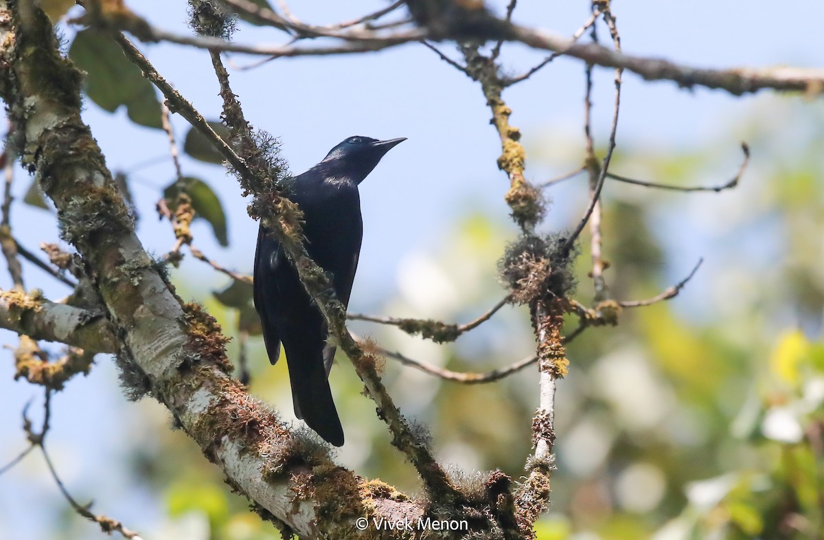 Stuhlmann's Starling - ML607410751