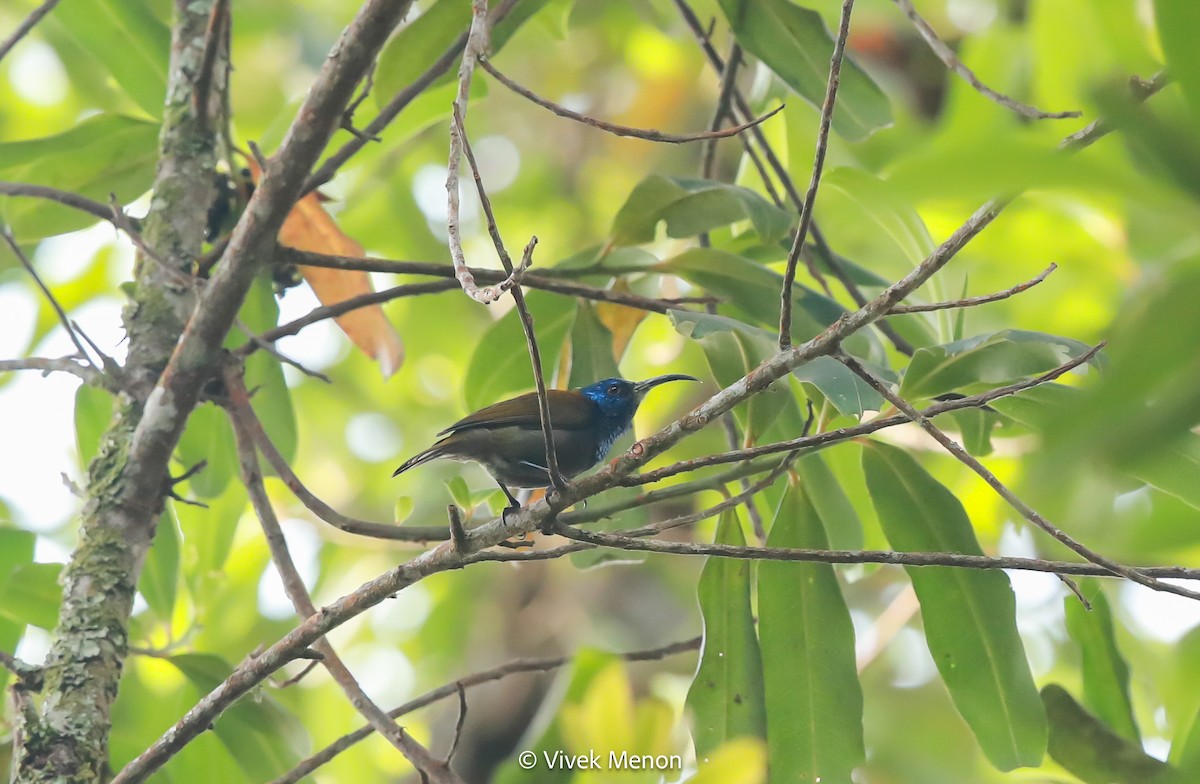 Blue-headed Sunbird - ML607410891