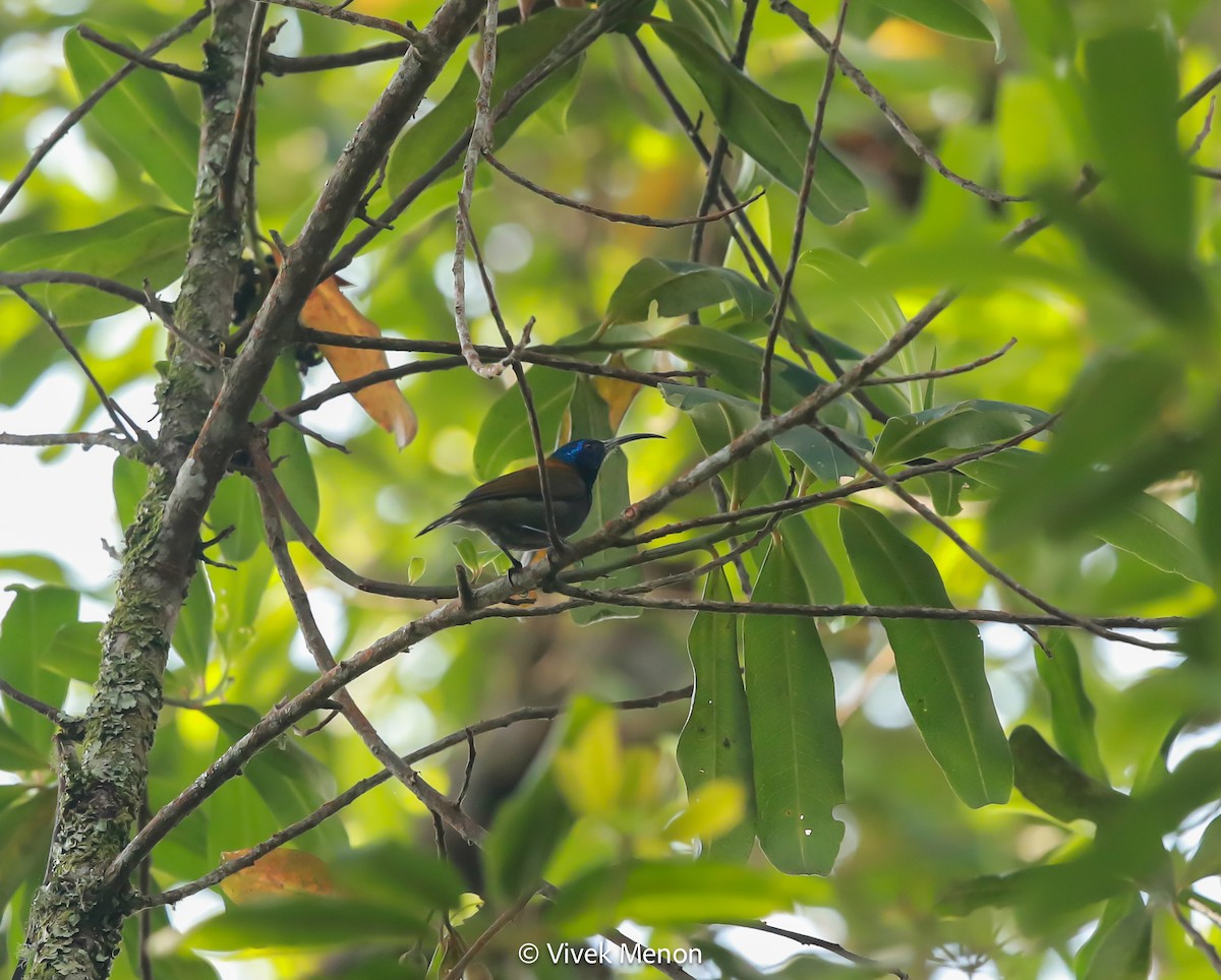 Blue-headed Sunbird - ML607410901
