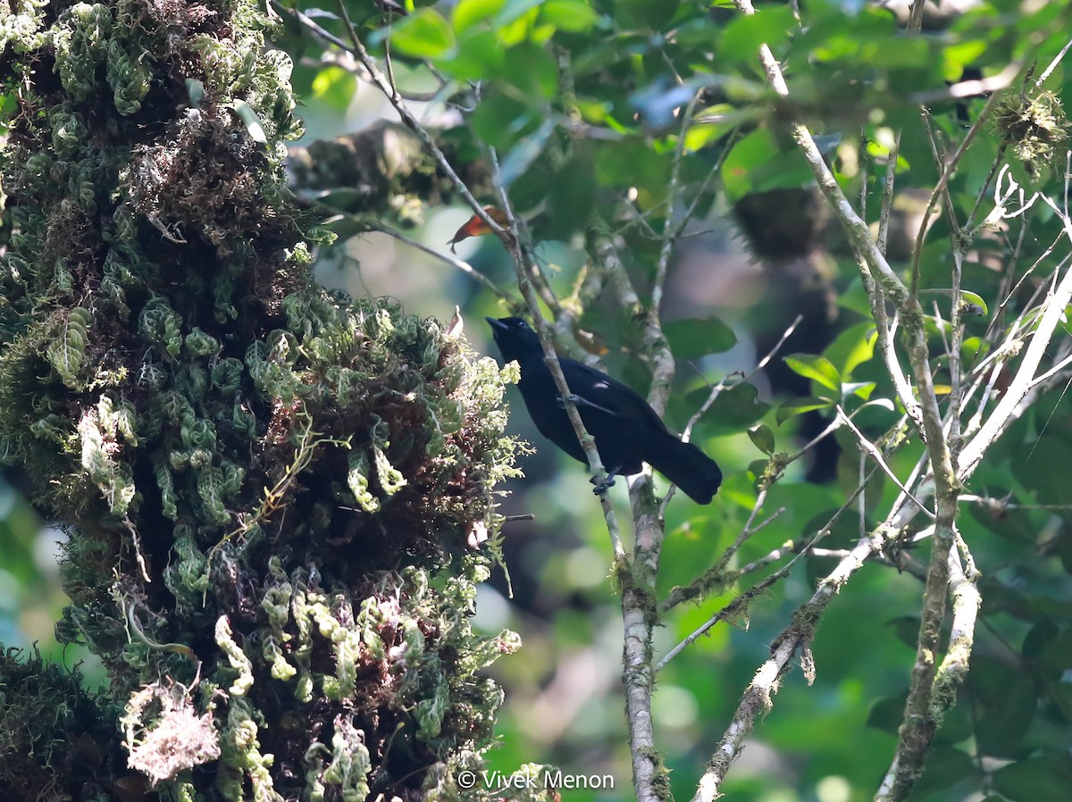 Willard's Sooty Boubou - ML607411251