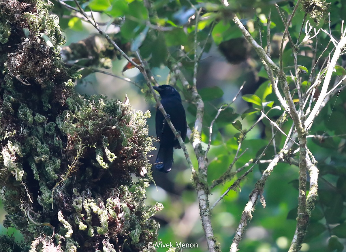 Willard's Sooty Boubou - ML607411261