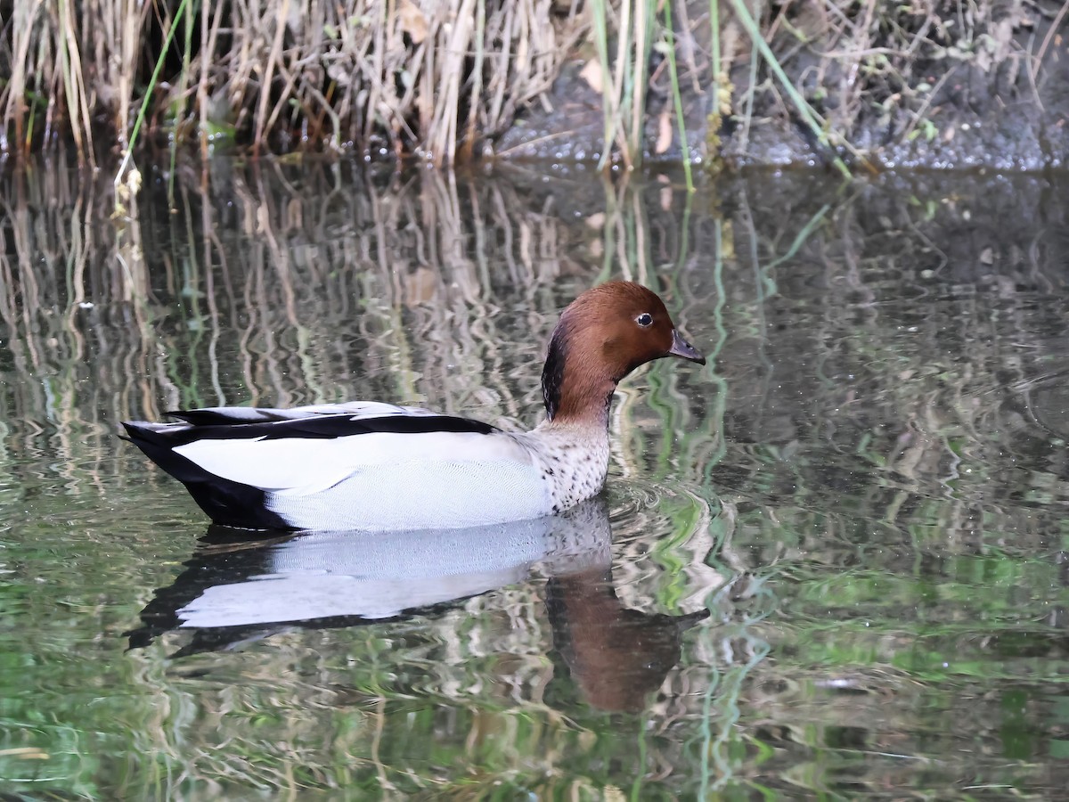 Canard à crinière - ML607411791