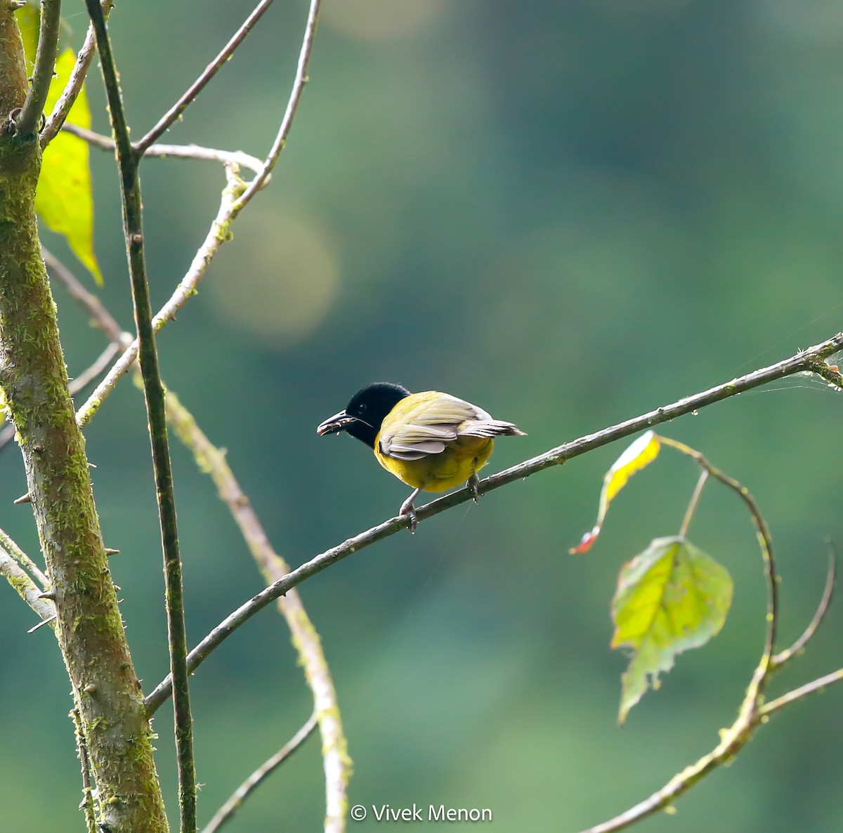 Strange Weaver - ML607411841