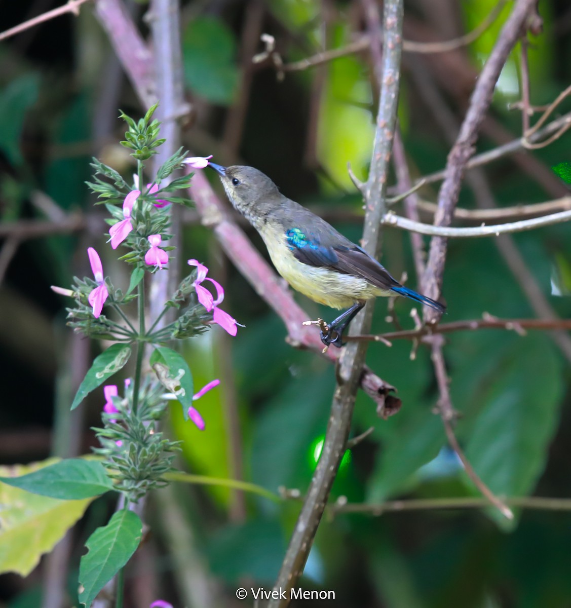 Ziernektarvogel (igneiventris) - ML607412661