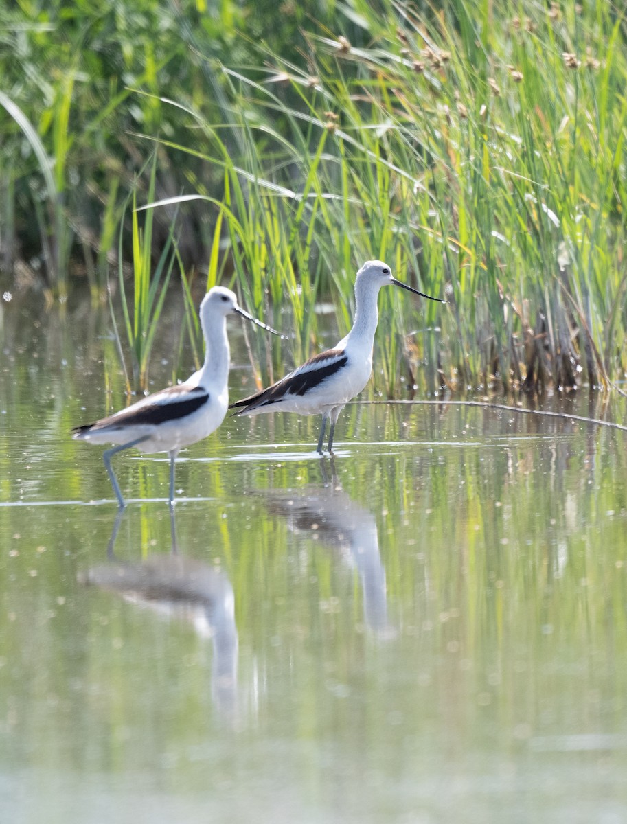 American Avocet - ML607413171