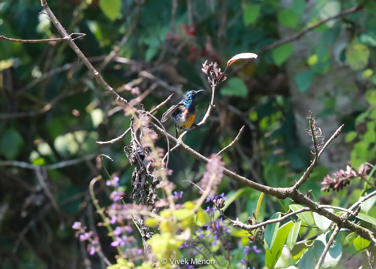 カワリタイヨウチョウ（igneiventris） - ML607413341