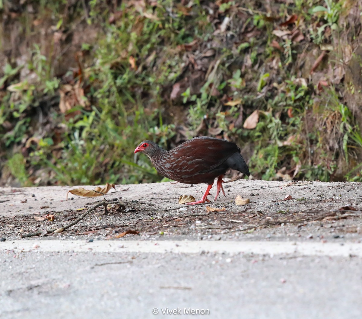 Handsome Spurfowl - ML607413471